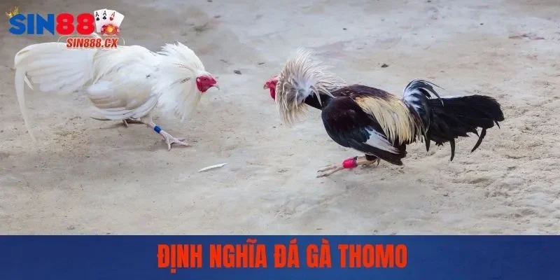 Định nghĩa đá gà Thomo