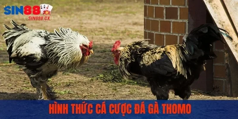 Hình thức cá cược đá gà Thomo được tham gia nhiều