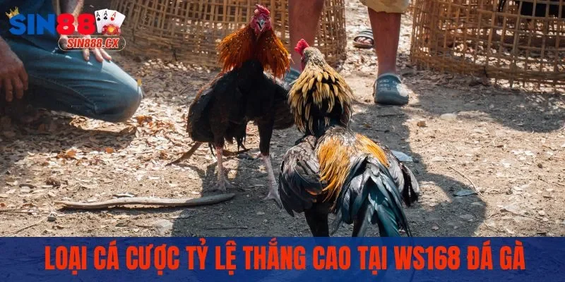 Loại cá cược tỷ lệ thắng cao tại WS168 đá gà