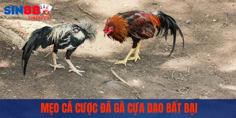 Mẹo cá cược đá gà cựa dao bất bại