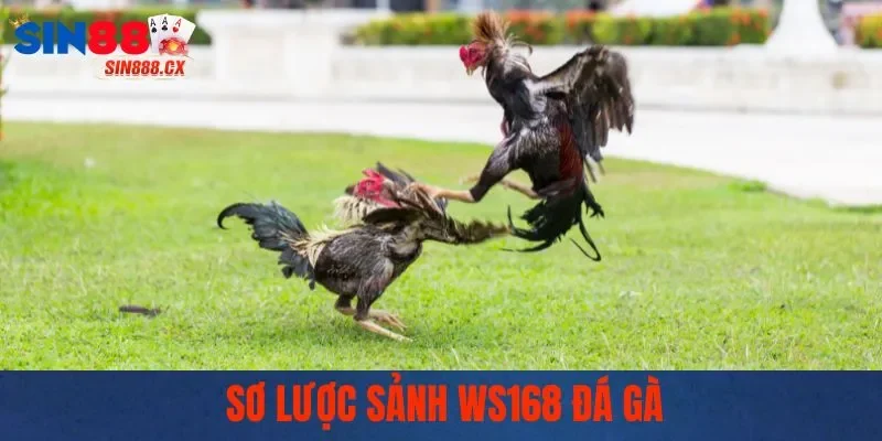 Sơ lược sảnh WS168 đá gà