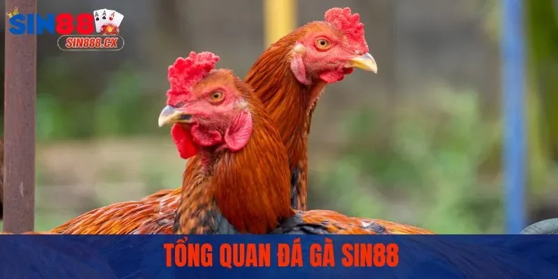 Tổng quan sảnh đá gà