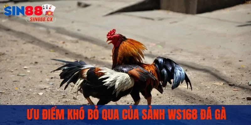 Ưu điểm khó bỏ qua của sảnh WS168 đá gà